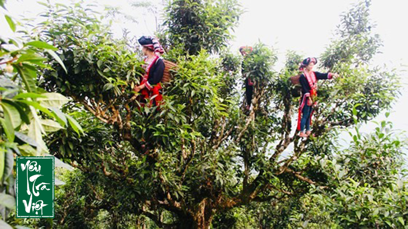 Cây trà Shan Tuyết Suối Giàng