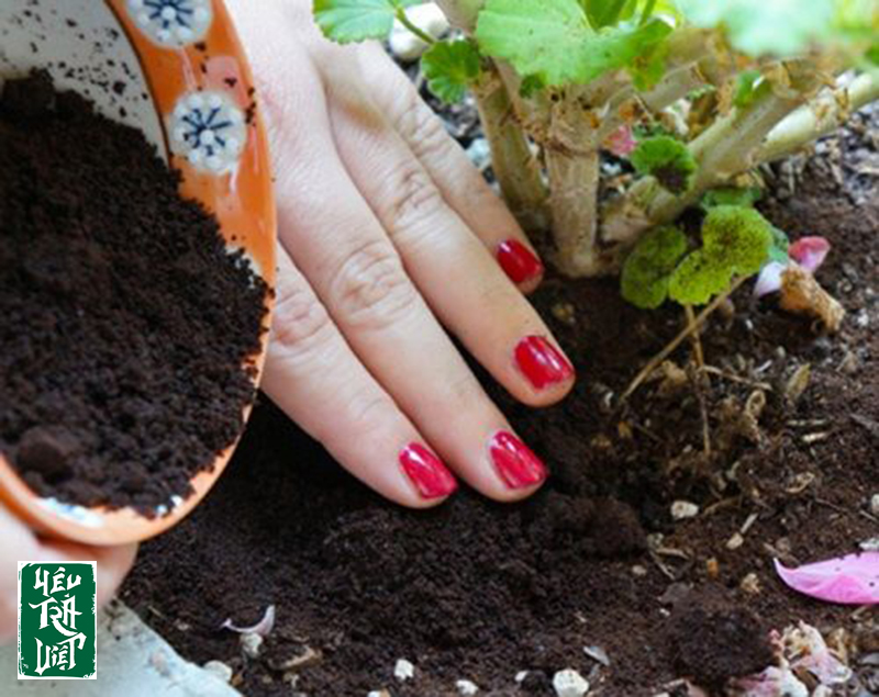 Làm phân bón rất tốt cho sự phát triển của cây trồng