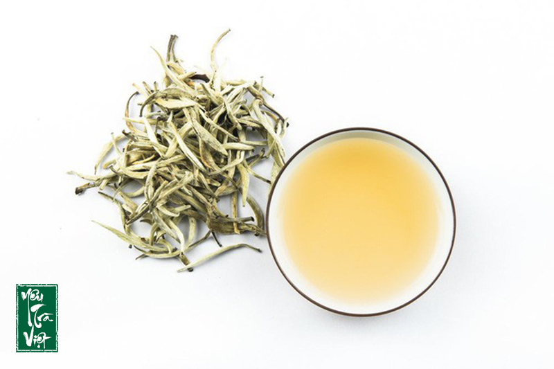 Bạch trà thường được thu hoạch vào đầu mùa xuân