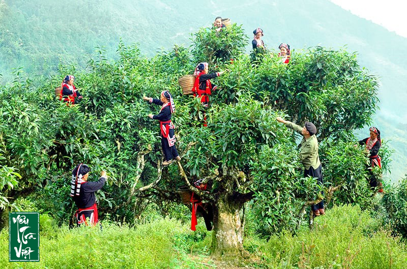 Cây trà Shan Tuyết cổ thụ