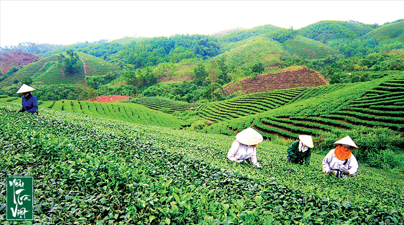50% lao động tại Công ty TNHH Thuấn Quỳnh là người dân tộc thiếu số tại địa bàn và các huyện lân cận, có thu nhập ổn định 5-7 triệu đồng/tháng