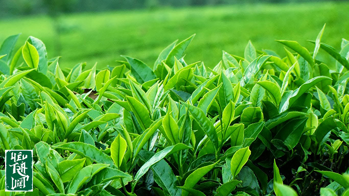 Tân Cương được biết đến như vùng chè ngon nổi tiếng Thái Nguyên