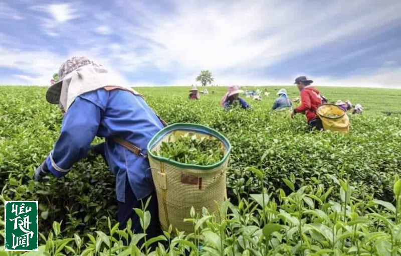 Kỹ thuật hái trà vô cùng quan trọng cho sự phát triển tiếp của cây chè