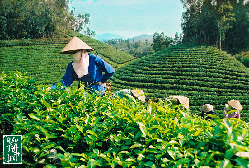 Những người nông dân đang hái trà trên những ruộng chè bạt ngàn