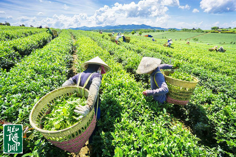 Hái đúng theo quy chuẩn sẽ tạo điều kiện cho sự phát triển của cây chè