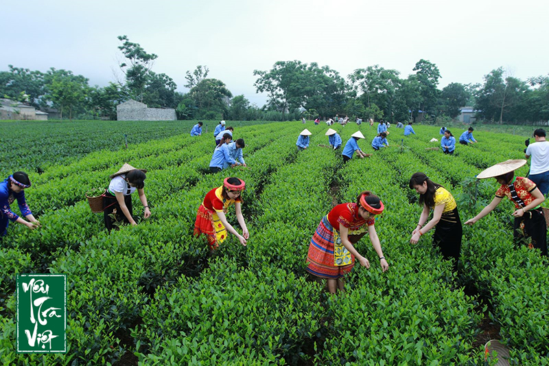 Nông dân thu hái chè
