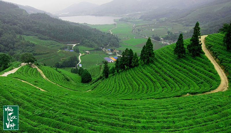 Màu xanh mướt trải dài của vùng trà Tân Cương