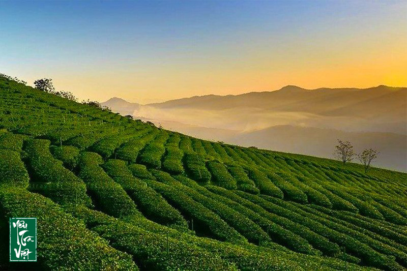 “Thánh địa săn mây” tại Đà Lạt