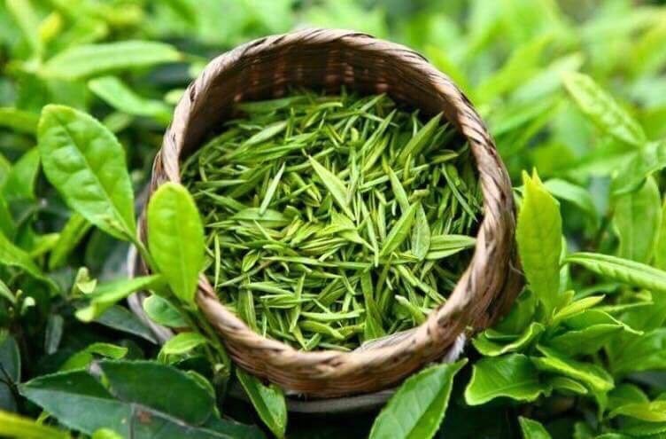 Hợp tác xã thu hái và sao sấy