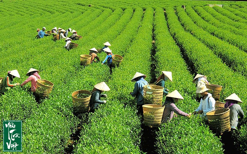 Người dân thu hái chè tại Bảo Lộc