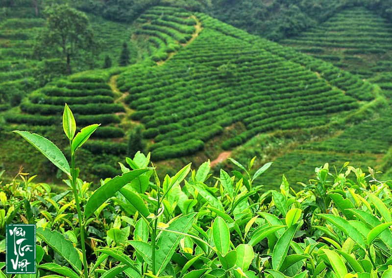 Búp chè xanh tại vùng chè Lâm Đồng