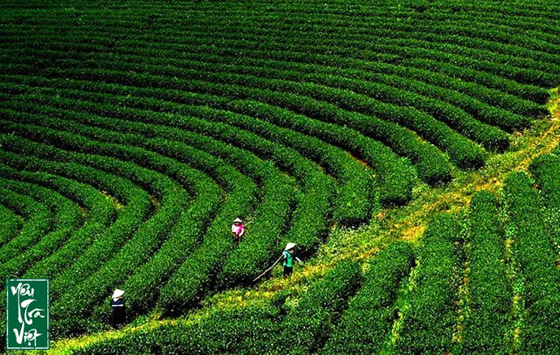 Cao nguyên Bảo Lộc