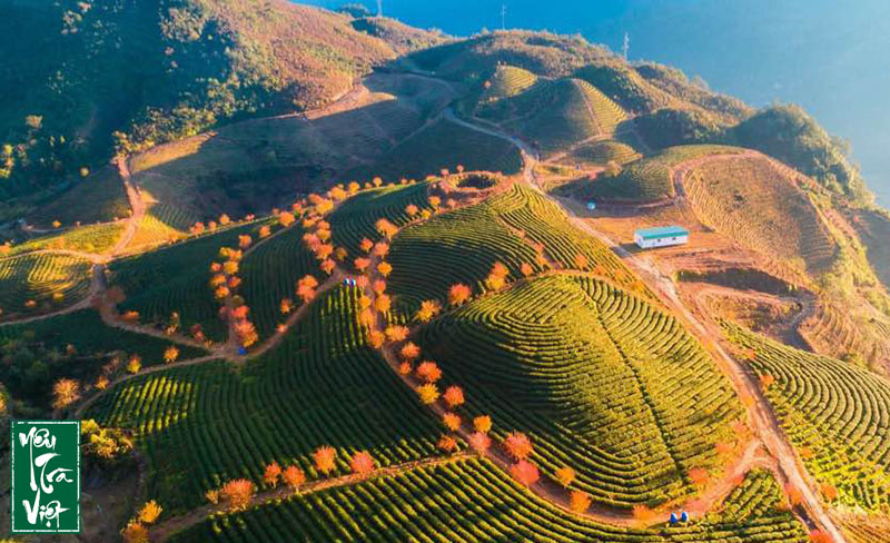 Đồi chè nhìn từ trên cao