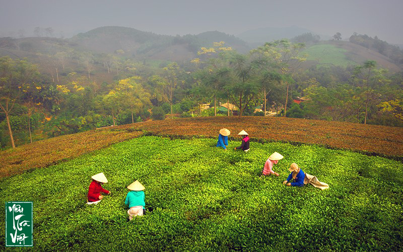Người dân thu hái chè