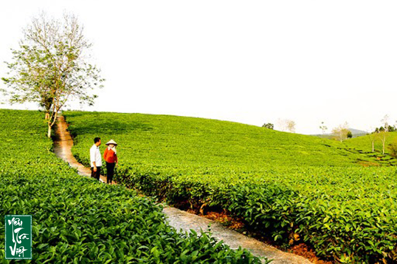 Tập trung phát triển chè ở Phú Thọ
