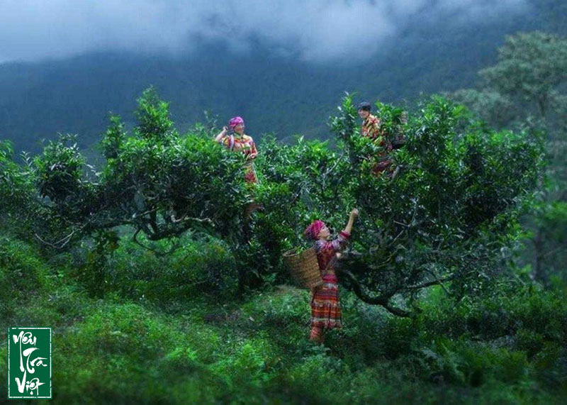 Cây chè Shan Tuyết Suối Giàng