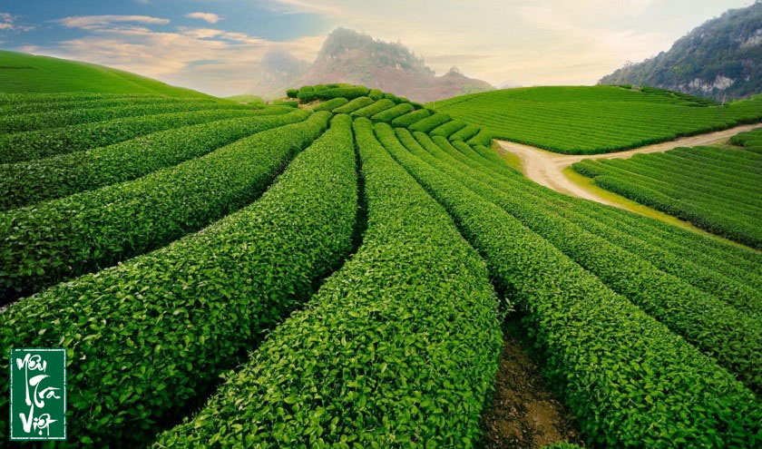 Đồi chè Mộc Châu nhìn từ xa