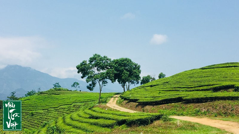 Vẻ đẹp đồi chè Linh Dương