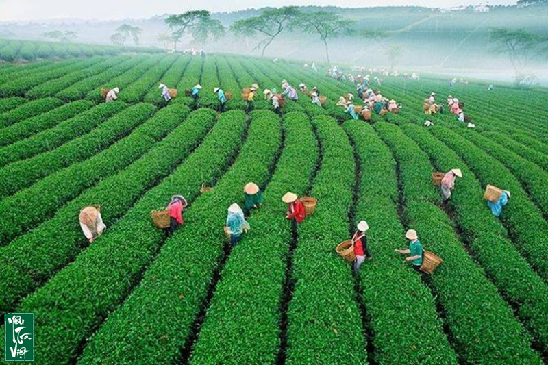 Người dân thu hái chè ở Lâm Đồng