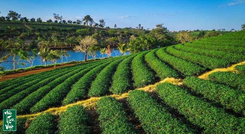 Đồi chè Tâm Châu – điểm du lịch nổi tiếng của Bảo Lộc