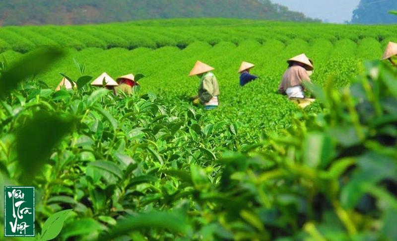 Người dân thu hái chè ở Tân Cương