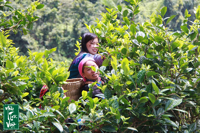 Cây chè Shan Tuyết mọc trên núi cao