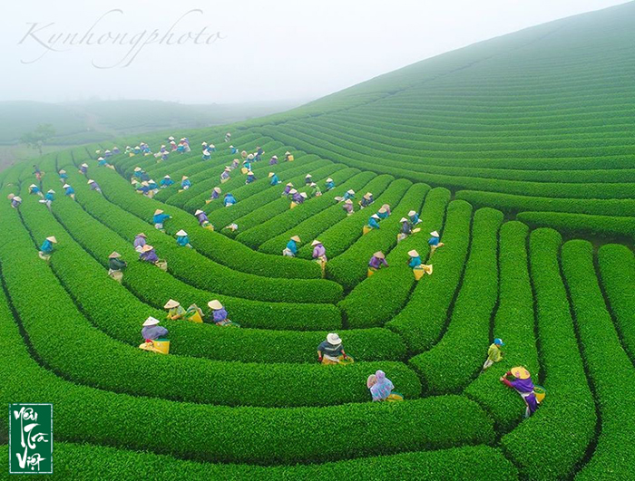 Đồi chè Mộc Châu ẩn hiện trong sương