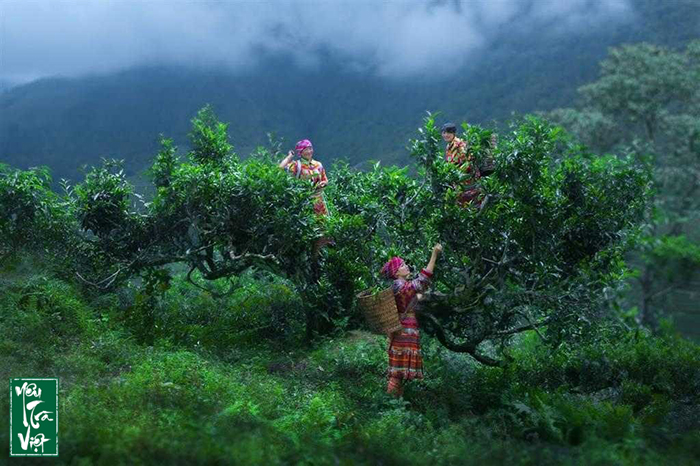 Người dân thu hái chè Shan Tuyết