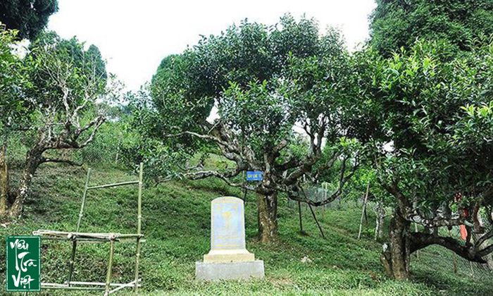 Cây chè tổ Suối Giàng