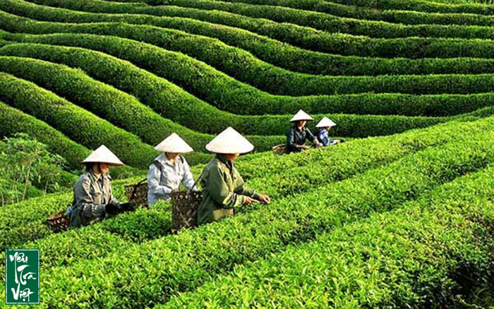 Sản xuất chè đã mang lại thu nhập lớn cho người dân Tuyên Quang