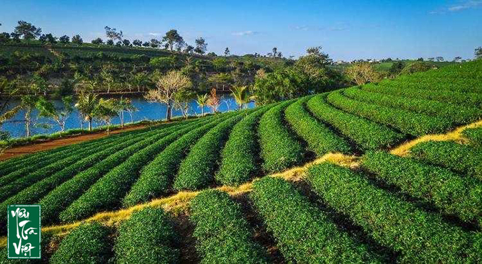 Đồi chè Tâm Châu – địa điểm du lịch nổi tiếng của Bảo Lộc