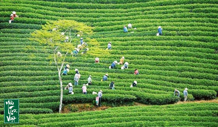 Vùng trà trăm năm tuổi tại Cầu Đất, Đà Lạt