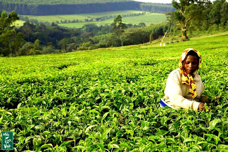 Một số nội dung chính trong báo cáo thị trường matcha mới