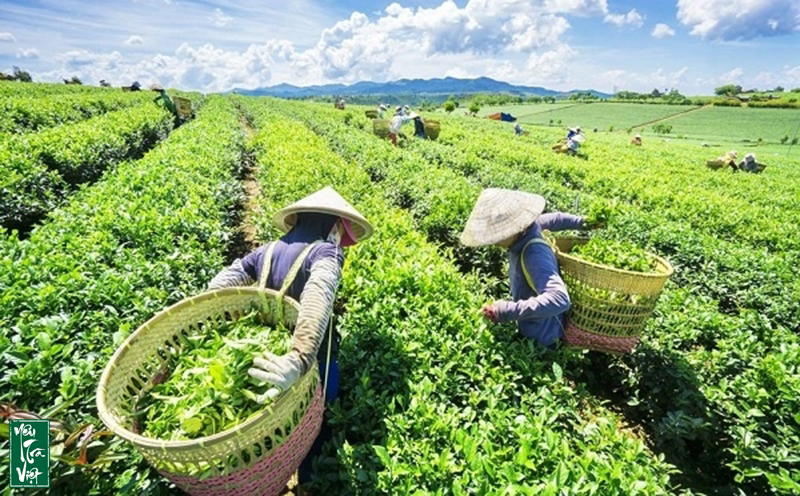 Xuất khẩu chè Qúy 3/2021