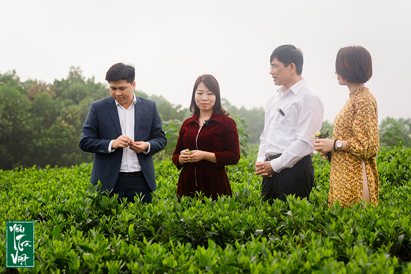 Anh Long chia sẻ những kiến thức về cây chè 