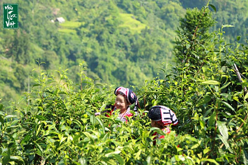 Hà Giang là vùng đất mang đến hương vị trà shan tuyết rất riêng biệt