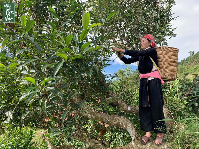 Chè shan tuyết Thanh Bình, Lào Cai rất an toàn với người sử dụng