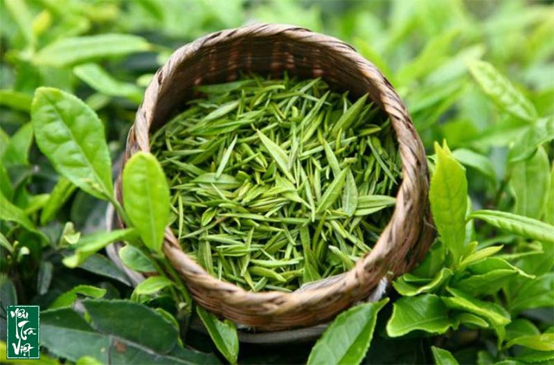 Bạn nên uống bao nhiêu trà xanh?