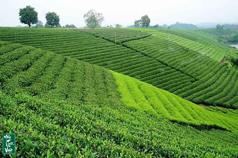 Tin tức chung về ngành chè thế giới tháng 10