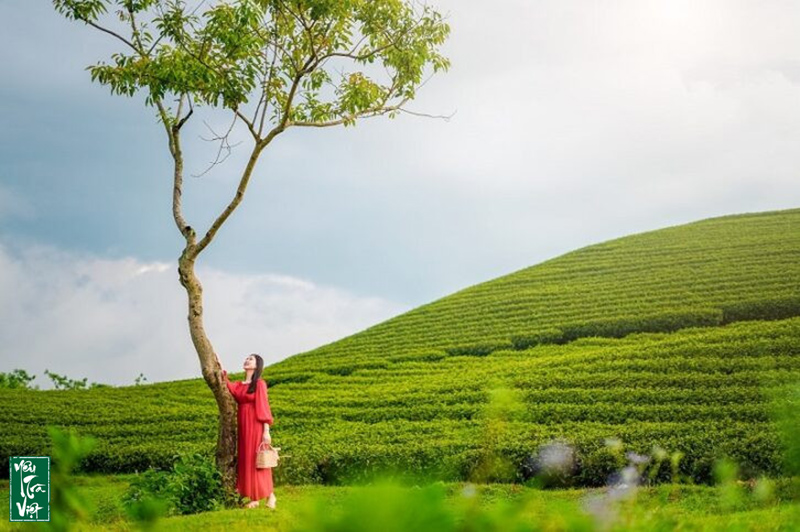Cảnh trên đồi chè Mộc Châu
