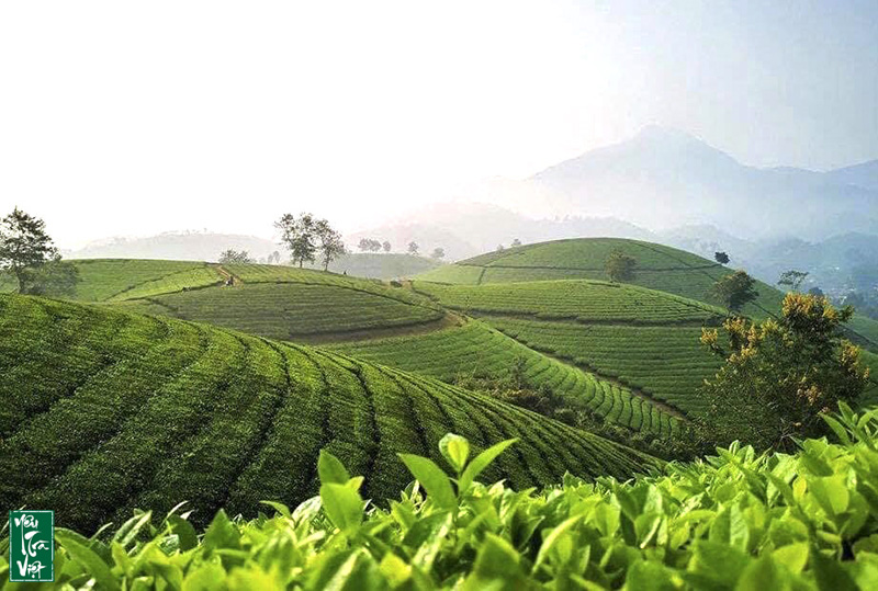 Trải nghiệm du lịch sinh thái tại vùng chè