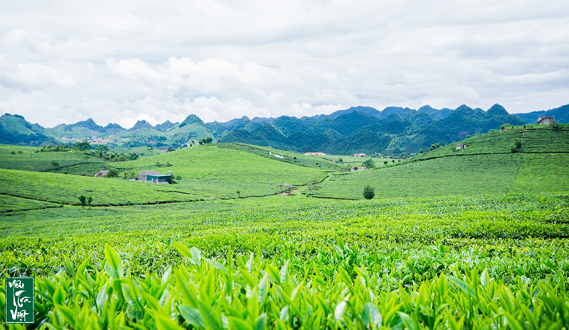 Trải nghiệm du lịch sinh thái tại vùng chè