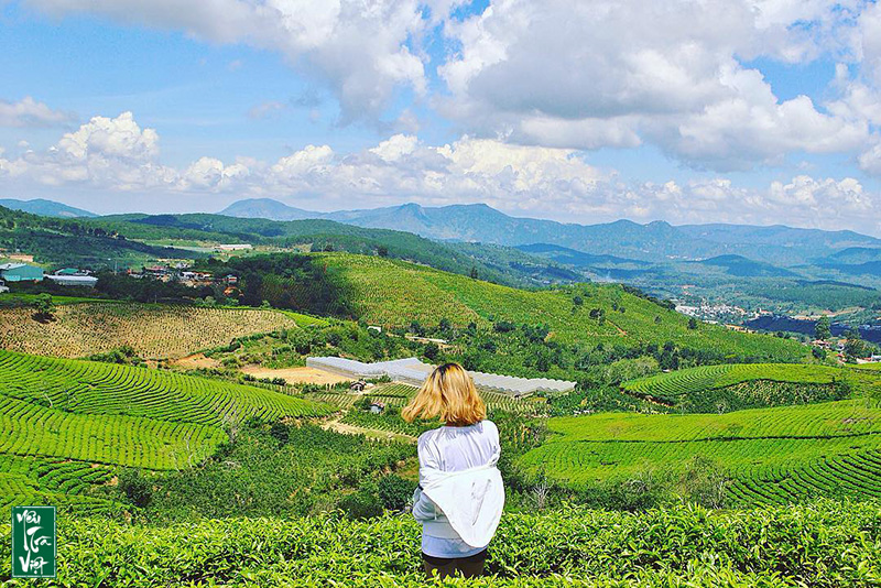 Khung cảnh nông trường chè tại Cầu Đất Farm Lâm Đồng