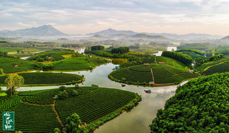 Vùng chè Thanh Chương - Nghệ An