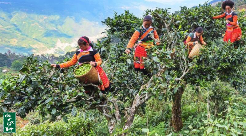 Người dân bản địa thu hoạch búp trà Shan tuyết