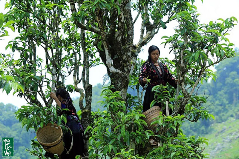 Trà Shan tuyết sạch từ thiên nhiên là một phần cuộc sống của người dân bản địa nơi đây