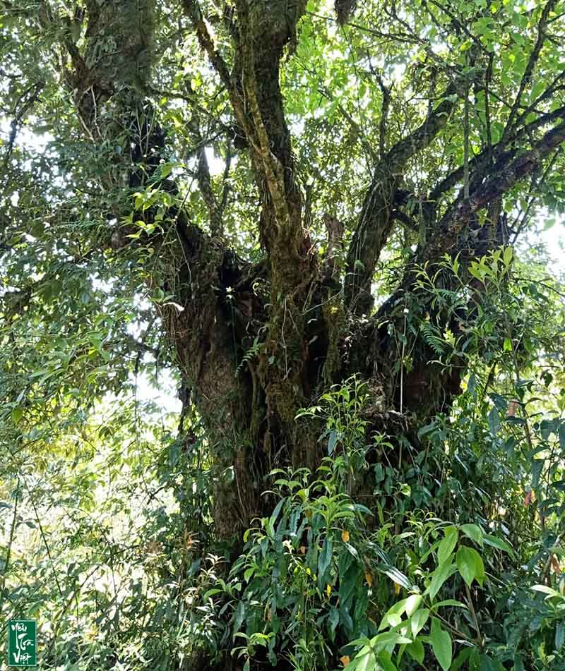 Cây chè Shan Tuyết cổ thụ mọc ở vùng núi cao ở độ cao từ 1500m đến 1800m so với mực nước biển