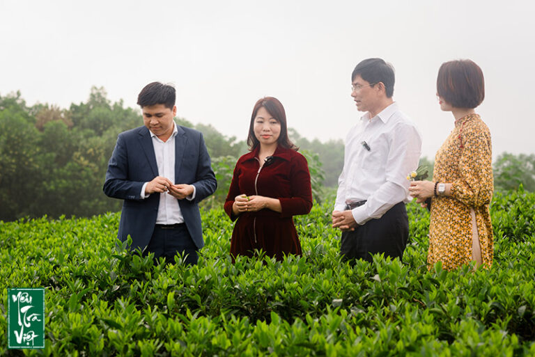 Đội ngũ Yêu trà Việt thăm quan nhiều nhiều cơ sở chè