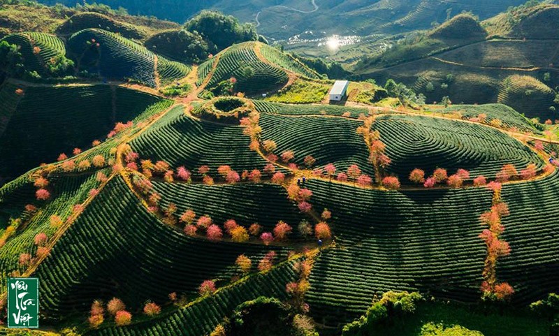 Điểm khác biệt và ấn tượng nhất của đồi chè Ô Long đó là hàng dài những cây hoa anh đào