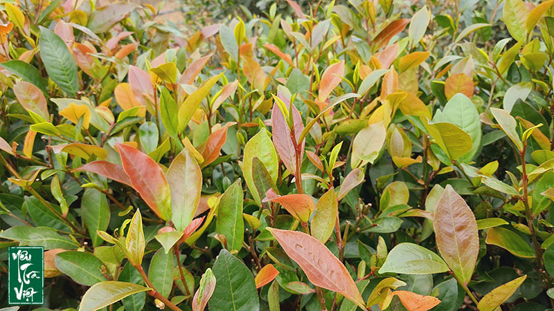 Trà búp tím vẫn thuộc giống trà Camellia Sinensis.